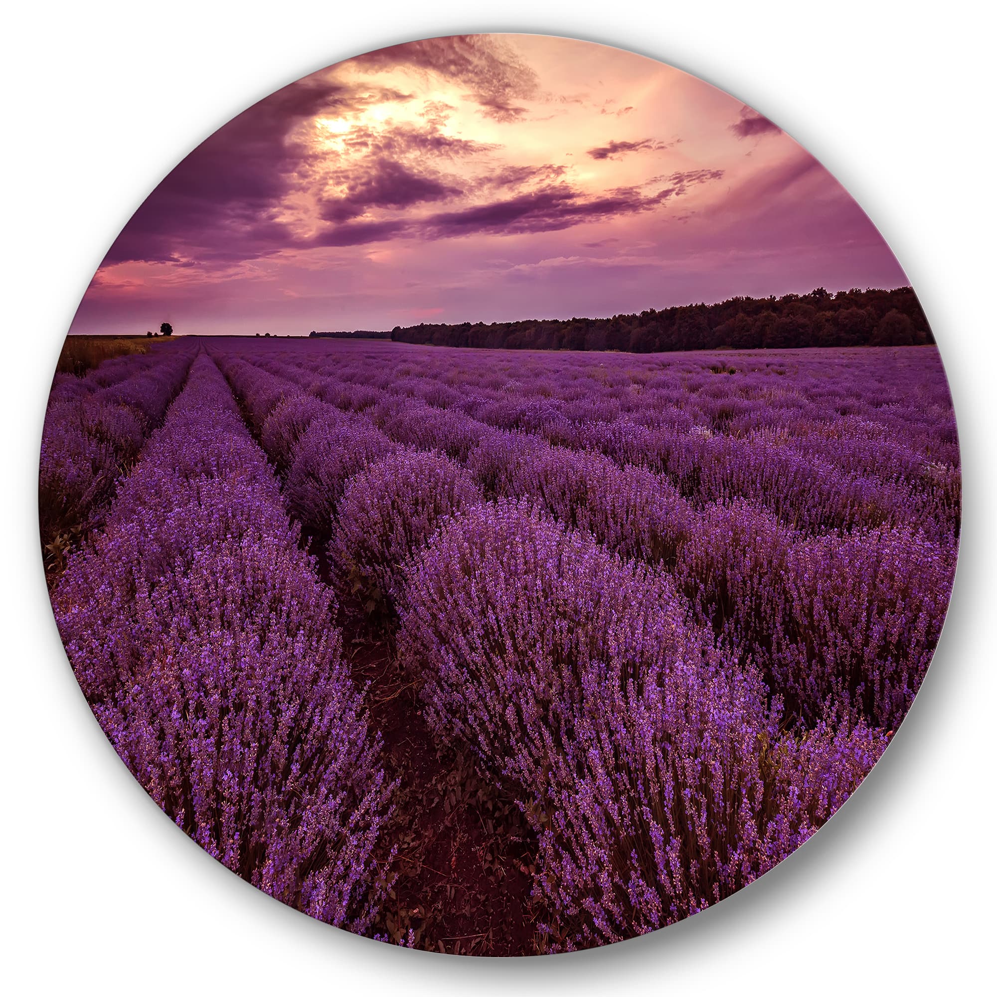 Designart - Sunrise & Dramatic Clouds Over Lavender Field III